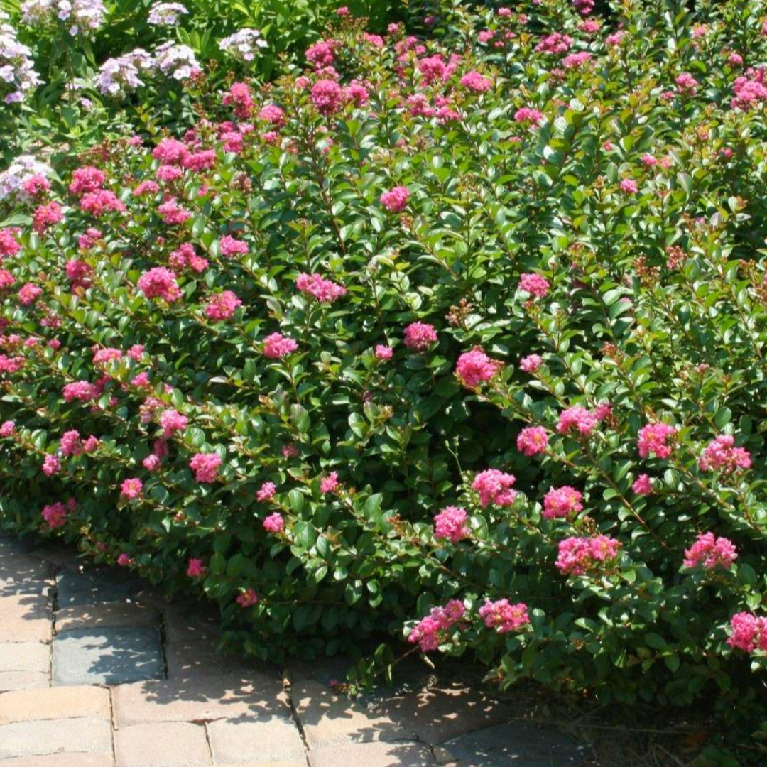 Crape Myrtle ‘Pocomoke'