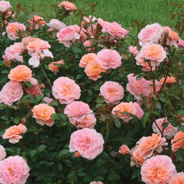 Rose 'Apricot Drift'