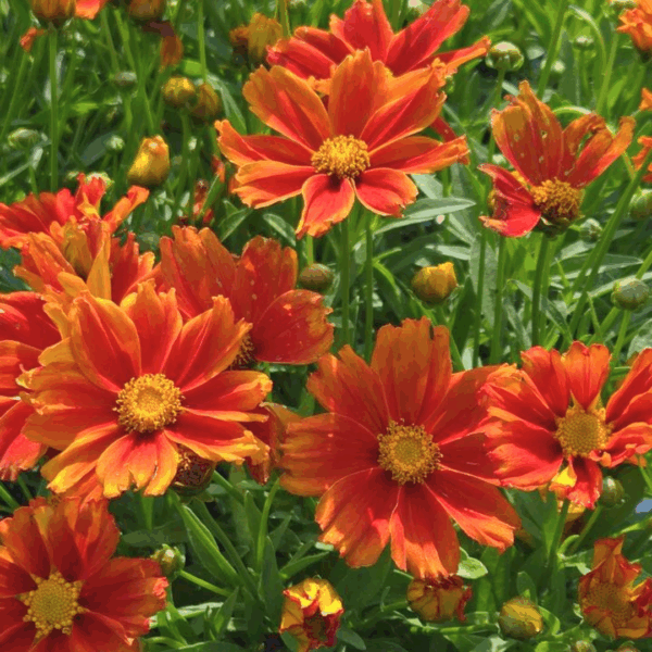 Coreopsis 'Darling Clementine' - Image 2
