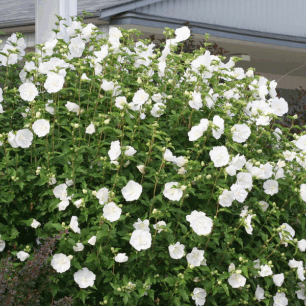 Rose of Sharon 'White Chiffon' - Image 2