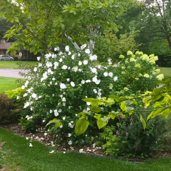 Rose of Sharon 'White Chiffon' - Image 3
