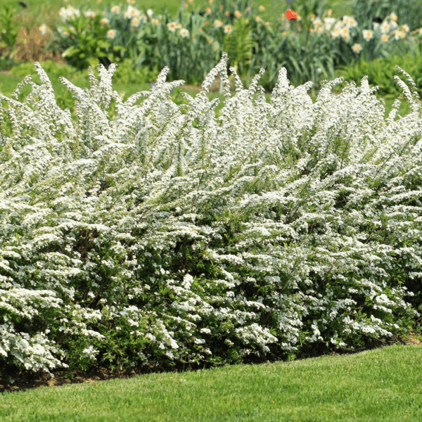 Spirea 'Bridal Wreath'