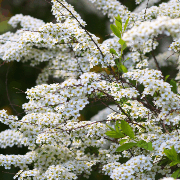 Spirea 'Bridal Wreath' - Image 2