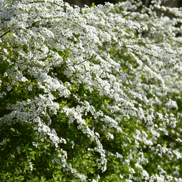 Spirea 'Bridal Wreath' - Image 3