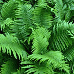 'Lady' Fern