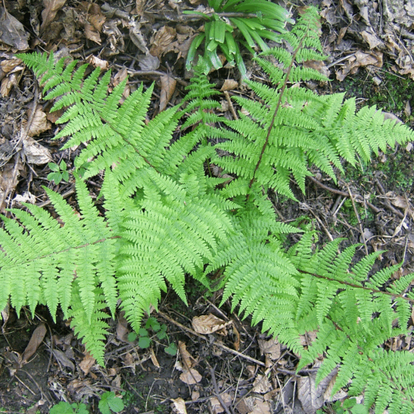 Lady Fern - Image 2