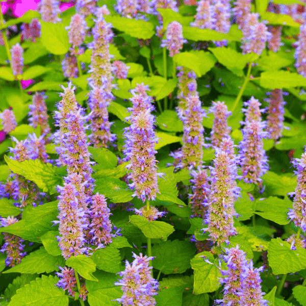 Agastache Golden Jubilee - Image 2
