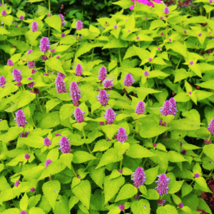 Agastache Golden Jubilee