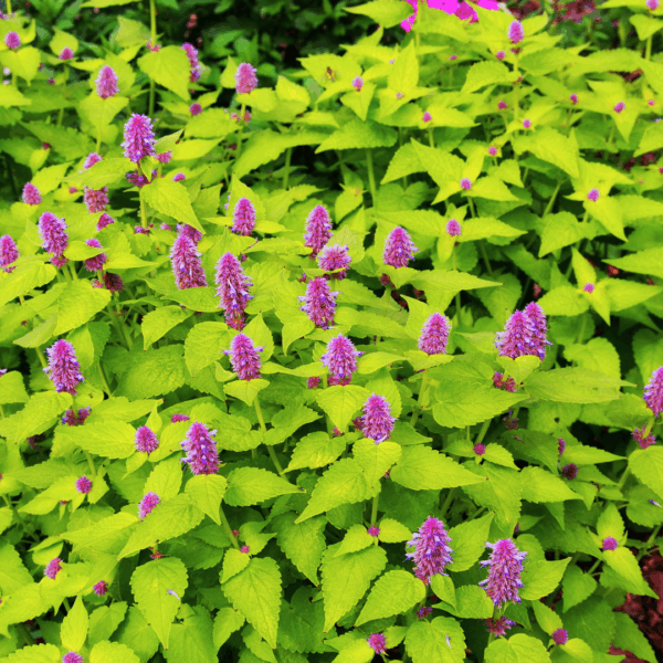 Agastache Golden Jubilee