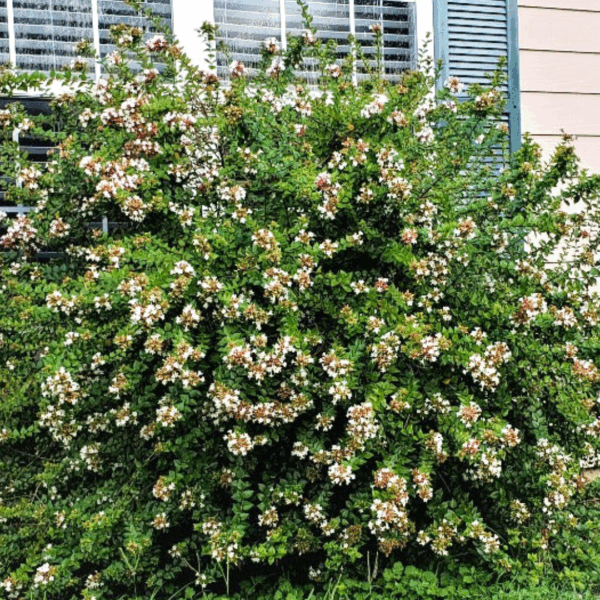 Abelia 'Rose Creek'