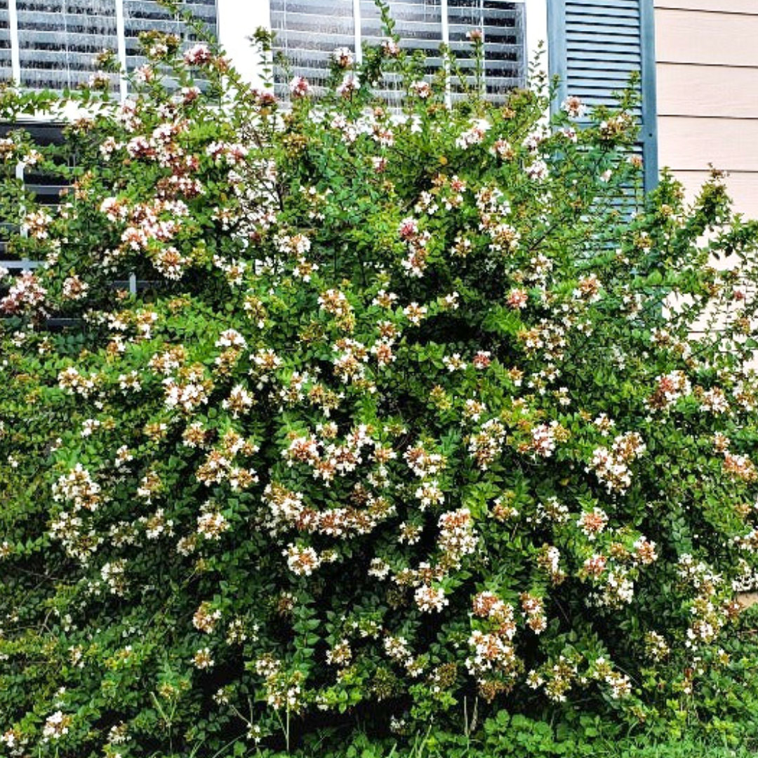 Abelia 'Rose Creek'