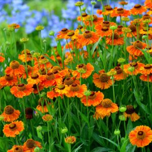 Helenium 'Mardi Gras'