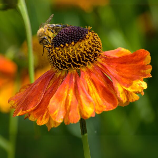 Helenium 'Mardi Gras' - Image 2