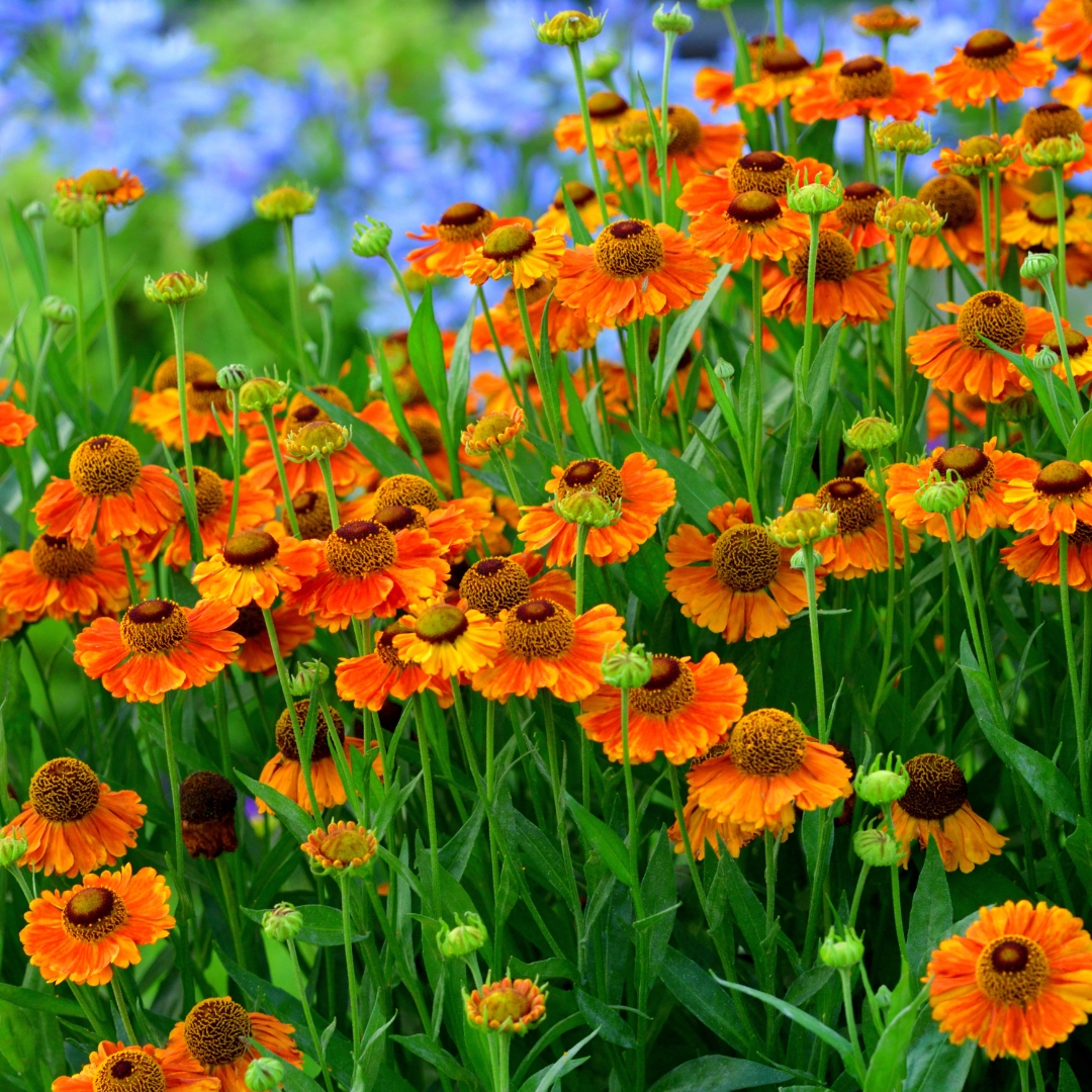 Helenium 'Mardi Gras'