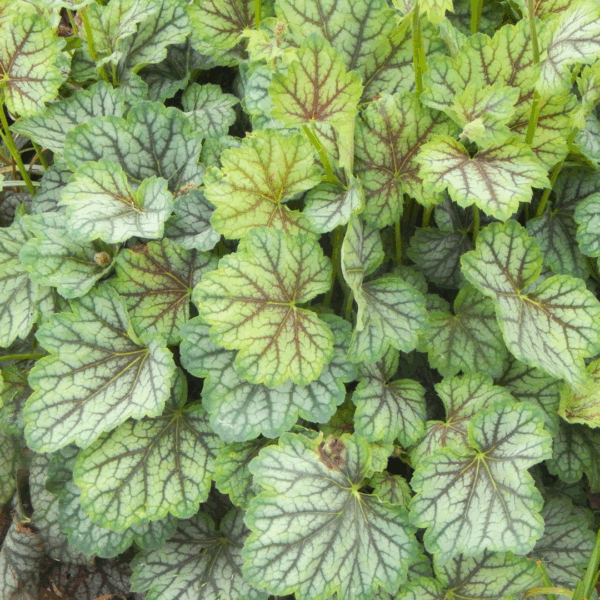 Heuchera 'Dales Strain'