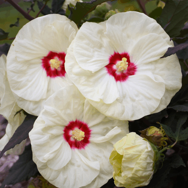 Hibiscus 'French Vanilla' - Image 2