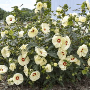 Hibiscus 'French Vanilla'