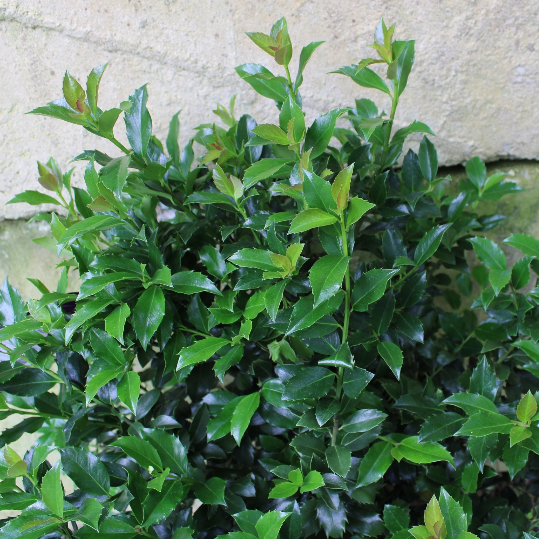 Holly 'Blue Maid'