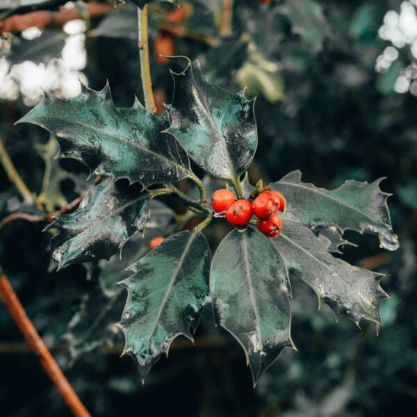 Holly 'Blue Maid' winter leaves
