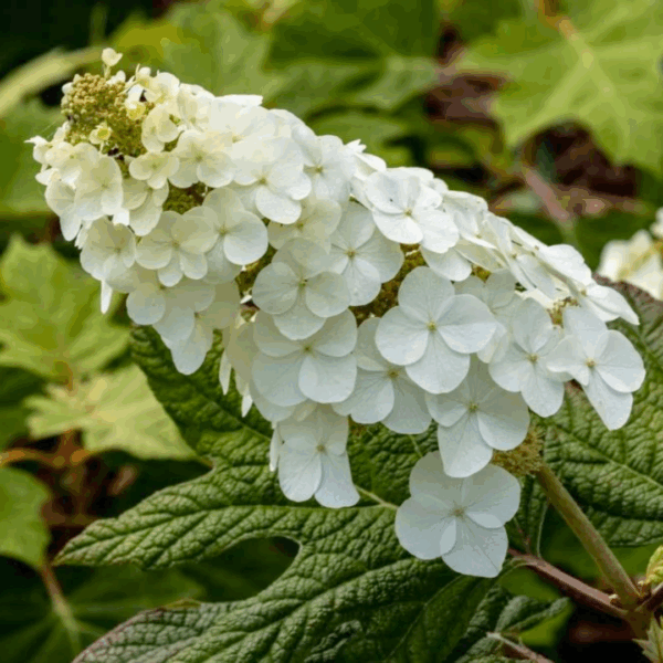 Hydrangea 'Snow Queen' - Image 2