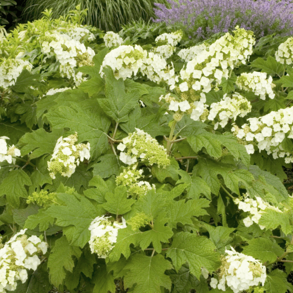Hydrangea 'Snow Queen'
