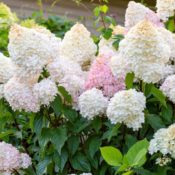 Hydrangea Vanilla Strawberry