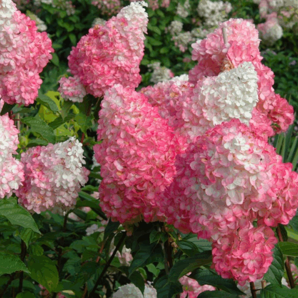Hydrangea 'Vanilla Strawberry'