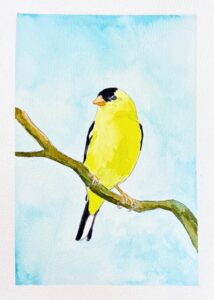 Goldfinch