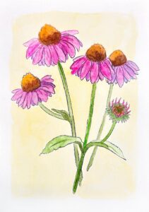 Coneflowers (Echinacea)