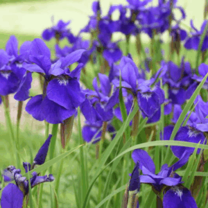 Iris 'Cesars Brother'