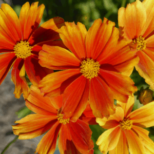 Coreopsis 'Darling Clementine'