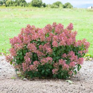 Little Quickfire Hydrangea