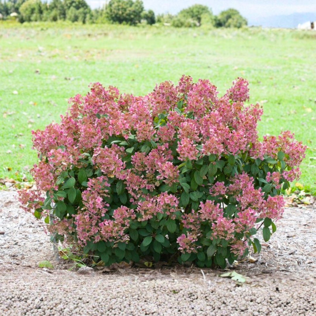 Little Quick Fire Hydrangea fall color