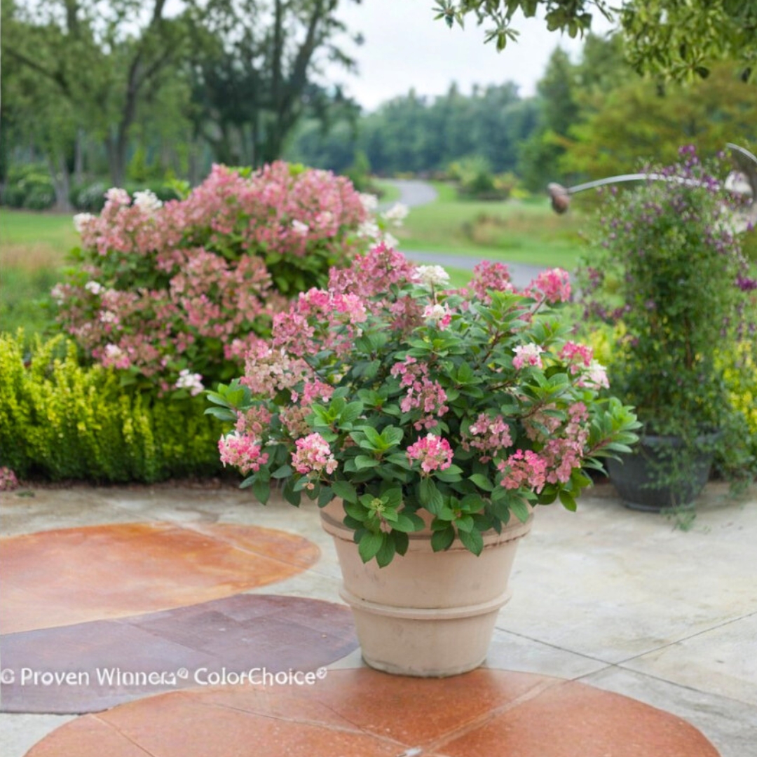 Little Quick Fire Hydrangea in a pot