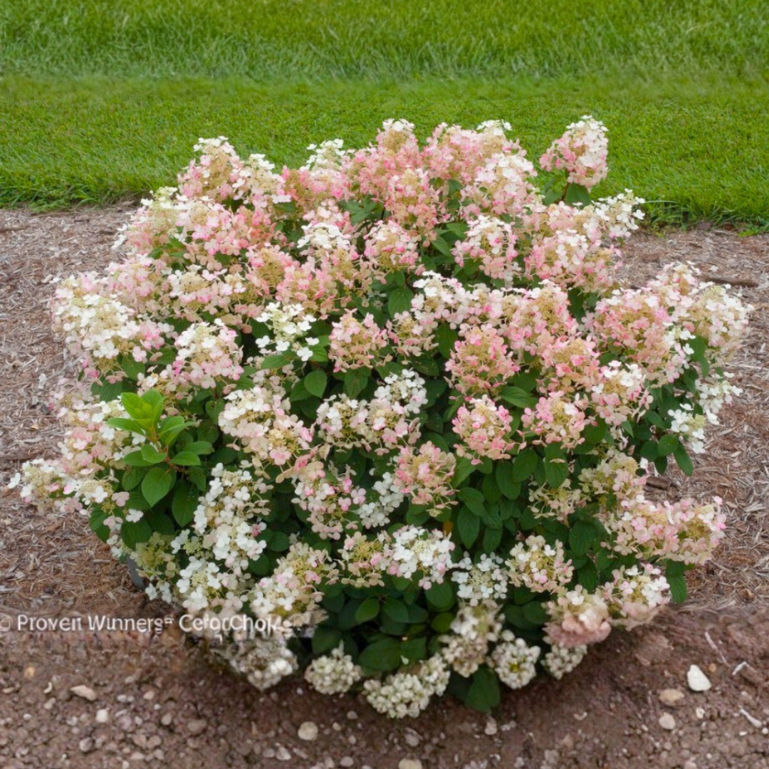 Little Quick Fire Hydrangea summer