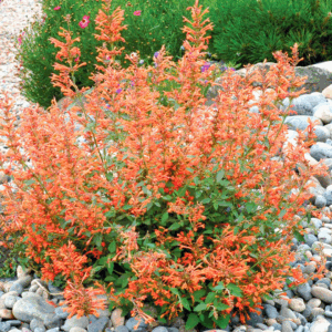 Agastache 'Mandarin'