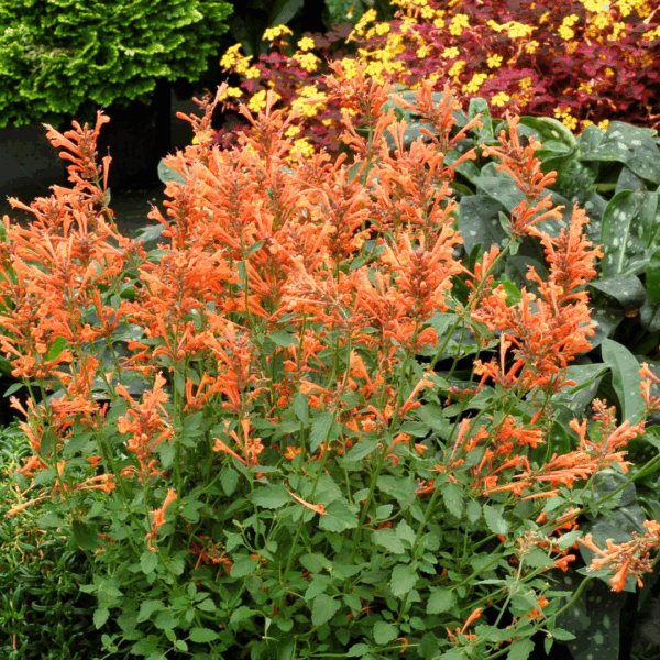 Agastache 'Mandarin' - Image 2