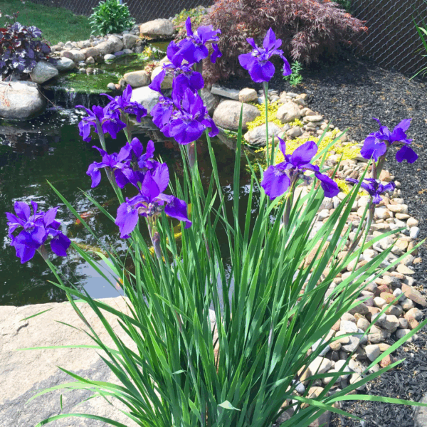 Iris 'Cesars Brother' - Image 2