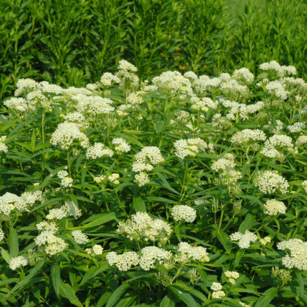 Asclepias incarnata 'Ice Ballet' - Image 2