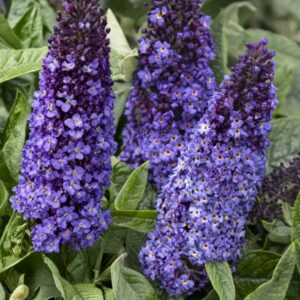 Pugster Blue Butterfly Bush