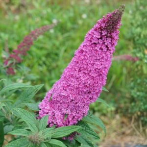 Pugster Pinker Butterfly Bush