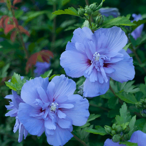 Rose of Sharon 'Blue Chiffon' - Image 2