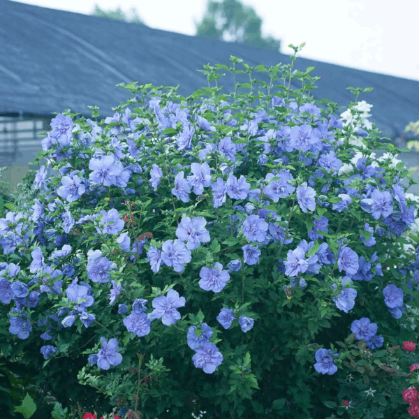 Rose of Sharon 'Blue Chiffon' - Image 3