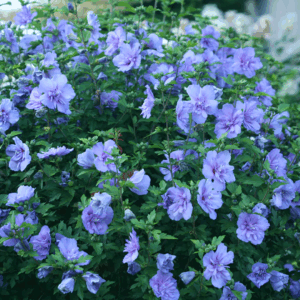 Rose of Sharon 'Blue Chiffon'