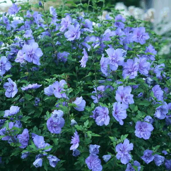 Rose of Sharon 'Blue Chiffon'