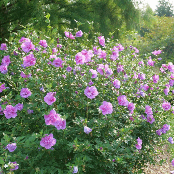 Rose of Sharon 'Dark Lavender' - Image 2