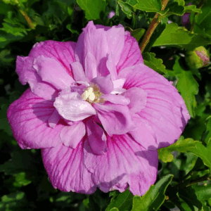 Rose of Sharon 'Dark Lavender'