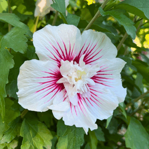 Rose of Sharon 'Starblast Chiffon' - Image 2