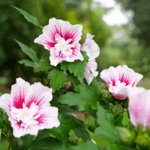 Rose of Sharon 'Starblast Chiffon'