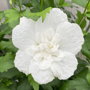 Rose of Sharon 'White Chiffon'